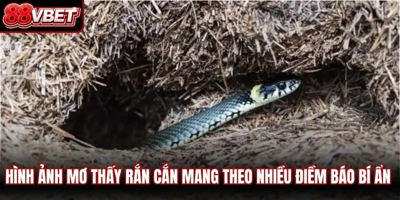 Hình ảnh mơ thấy rắn cắn mang theo nhiều điềm báo bí ẩn nhất