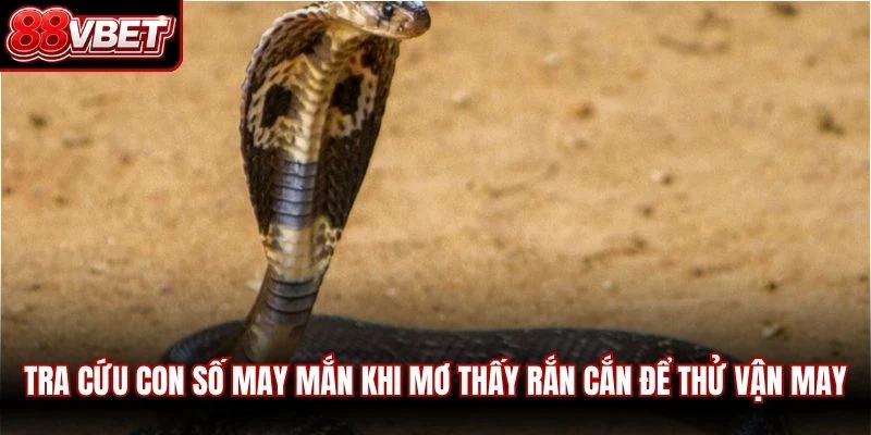 Tra cứu con số may mắn khi mơ thấy rắn cắn để thử vận may